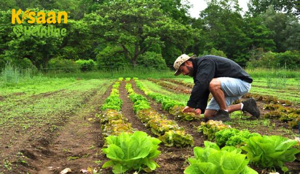 भारत सबसे अधिक जैविक किसानों के साथ शीर्ष स्थान हासिल करता है, सिक्किम दुनिया का पहला पूरी तरह से जैविक राज्य बन गया है